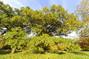 Landschaftsgarten Harrachpark im Herbst, Österreich, NIederöst