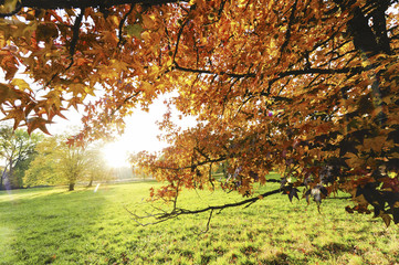 Landschaftsgarten Harrachpark im Herbst, Österreich, NIederöst