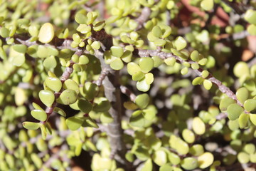 Lucky charm. Plant. Succulent. Money plant