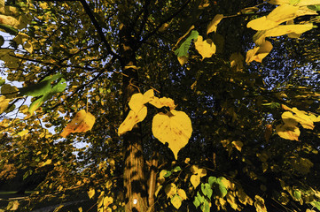 Landschaftsgarten Harrachpark im Herbst, Österreich, NIederöst
