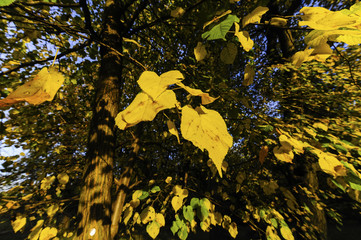 Landschaftsgarten Harrachpark im Herbst, Österreich, NIederöst