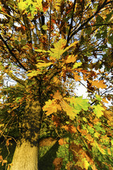 Landschaftsgarten Harrachpark im Herbst, Österreich, NIederöst