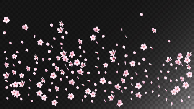 Nice Sakura Blossom Isolated Vector. Watercolor Blowing 3d Petals Wedding Texture. Japanese Blurred Flowers Wallpaper. Valentine, Mother's Day Watercolor Nice Sakura Blossom Isolated on Black