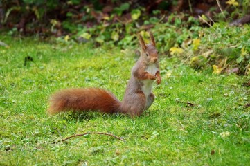 Eichhörnchen