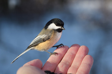 Wild Black Capped Chickadee with orange feathers on fingertips of man with sunflower seeds in a snowy Toronto forest in winter