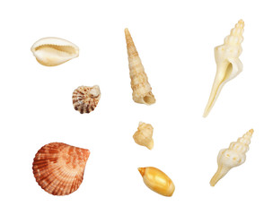 Set of different seashells