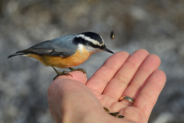 Tiny blue and red wild Red-Breasted Nuthatch on hand of man flinging sunflower seeds in a Toronto forest in winter