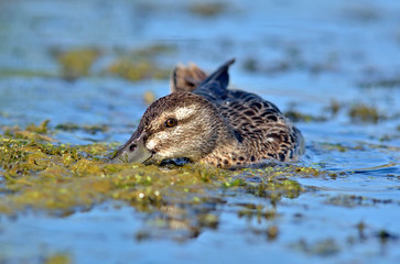 The Garganey (Spatula querquedula), Greece	