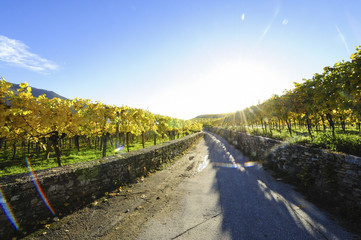 Weltkulturerbe Wachau im Herbst, Österreich, NIederösterreich,