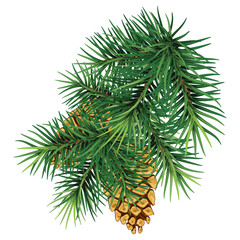 Green branch of a Christmas tree / pine with cones.Isolated without shadow.