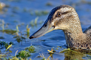 The Garganey (Spatula querquedula), Greece	