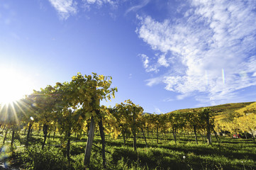 Naklejka premium Weltkulturerbe Wachau im Herbst, Österreich, NIederösterreich,