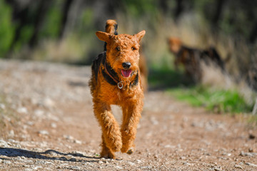 A two-year-old Airedale Terrier dog runs on a track in the forest