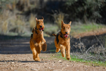Two-year-old Airedale Terrier dogs run and play in the forest, in the lap of nature