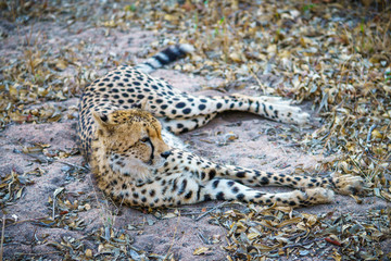 cheetah in kruger national park, mpumalanga, south africa