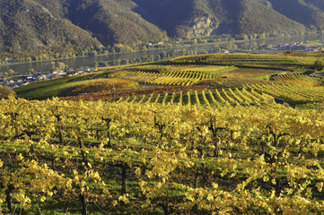 Weltkulturerbe Wachau im Herbst, Österreich, NIederösterreich,