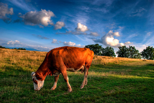Cow eating grass on a field in hdr