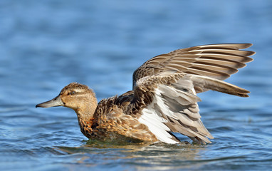 The Garganey (Spatula querquedula), Greece	