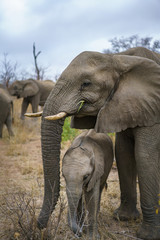 elephants in kruger national park, mpumalanga, south africa