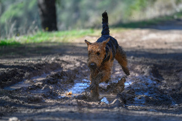 A two-year-old Airedale Terrier dogs play in a puddle in the forest, covered in mud.