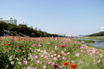Flower, Riverside in Seoul