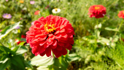 Flower, Riverside in Seoul