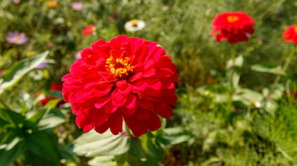 Flower, Riverside in Seoul