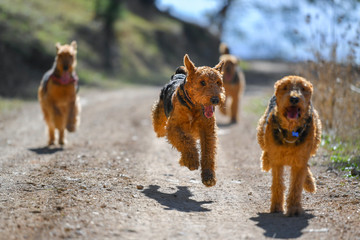 Two-year-old Airedale Terrier dogs run and play in the forest, in the lap of nature
