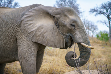 elephants in kruger national park, mpumalanga, south africa