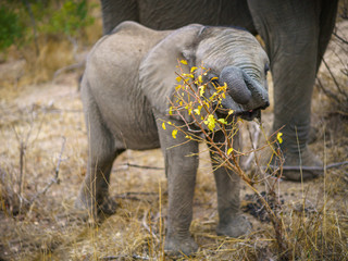 elephants in kruger national park, mpumalanga, south africa