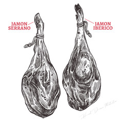 Spanish jamon iberico and serrano, hand drawn sketch illustration. Meat product or farm pork engraving vector