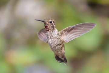 Anna's Hummingbird Captured in Flight, Northern California
