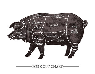 Vector pork cut chart. Retro hand drawn butcher diagram or guide. Vintage poster with sketch engraving black pig for meat shop