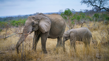 Fototapeta premium elephants in kruger national park, mpumalanga, south africa