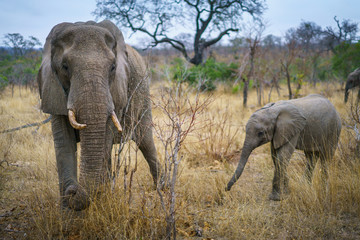 Obraz premium elephants in kruger national park, mpumalanga, south africa
