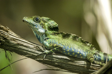 Echse, Österreich, Wien, 13. Bezirk, Schönbrunn Tiergarten