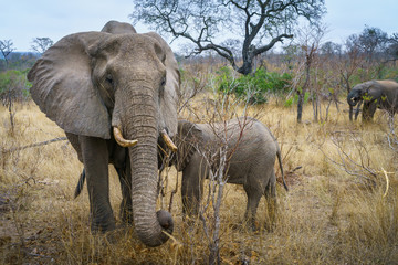 Naklejka na ściany i meble elephants in kruger national park, mpumalanga, south africa