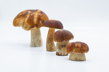 Boletus edulis  isolated on white background close up 