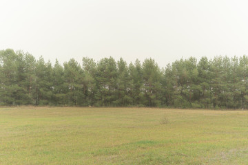 the pine tree branches in the forest against the cloudy sky, the foggy weather