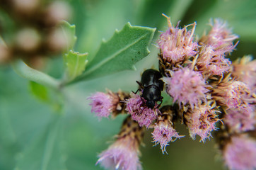Escarabajo