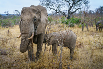 Fototapeta premium elephants in kruger national park, mpumalanga, south africa
