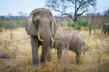 Fototapeta premium elephants in kruger national park, mpumalanga, south africa