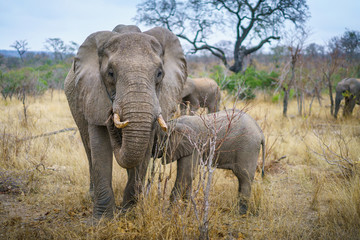 Fototapeta premium elephants in kruger national park, mpumalanga, south africa