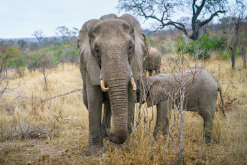 elephants in kruger national park, mpumalanga, south africa