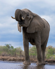 Fototapeta na wymiar Elephant alone at the Waterhole in Botswana, Africa
