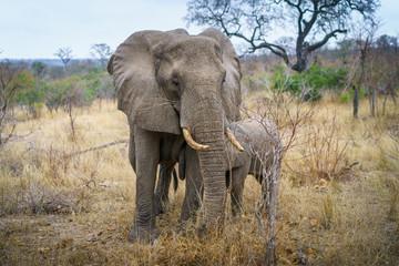 elephants in kruger national park, mpumalanga, south africa