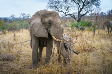 elephants in kruger national park, mpumalanga, south africa