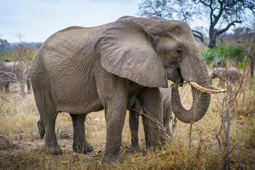 Obraz premium elephants in kruger national park, mpumalanga, south africa