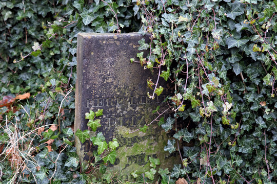 Old gravestone being overgrown by ivy