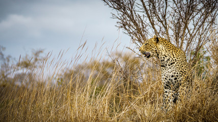 leopard in kruger national park, mpumalanga, south africa 22